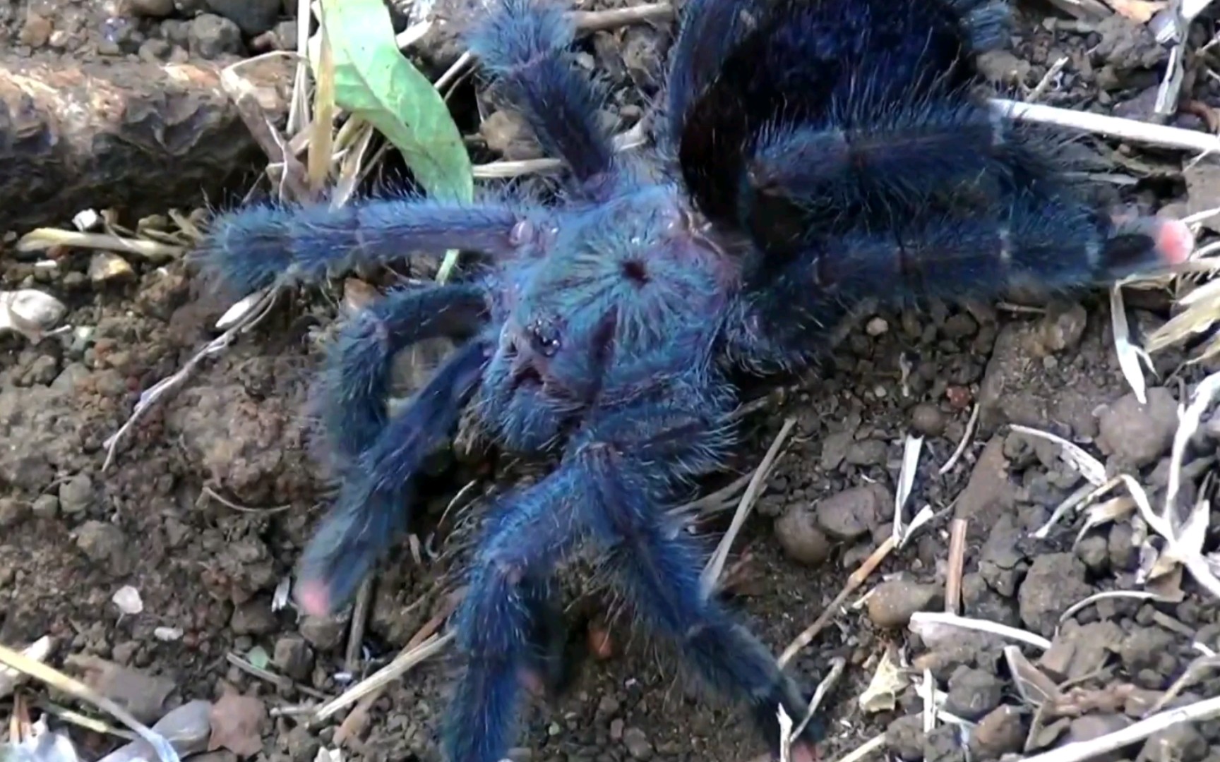 活动作品巴西蓝绿粉趾捕鸟蛛原产地影像资料