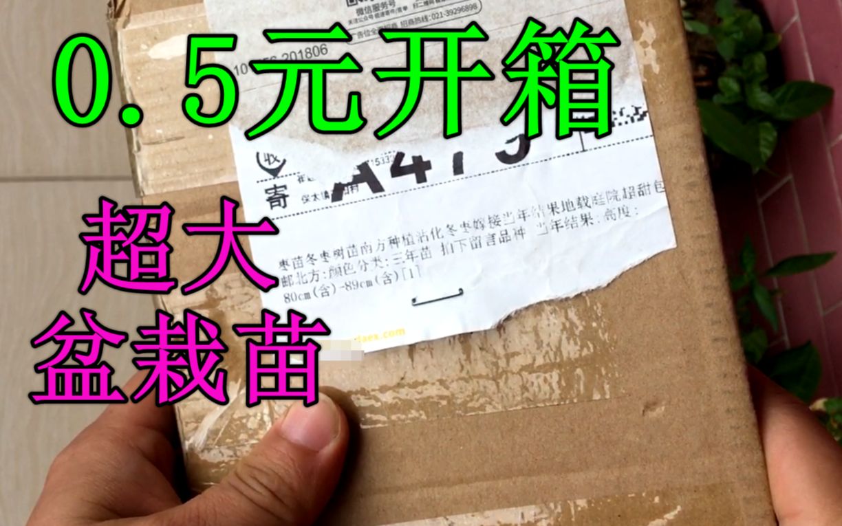 【贪便宜】0.5元包邮网购了个盆栽,打开后傻眼了,老板你家开银行的?哔哩哔哩bilibili