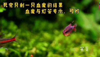 Télécharger la video: 血红魔鬼灯鱼，与灯管鱼夸示