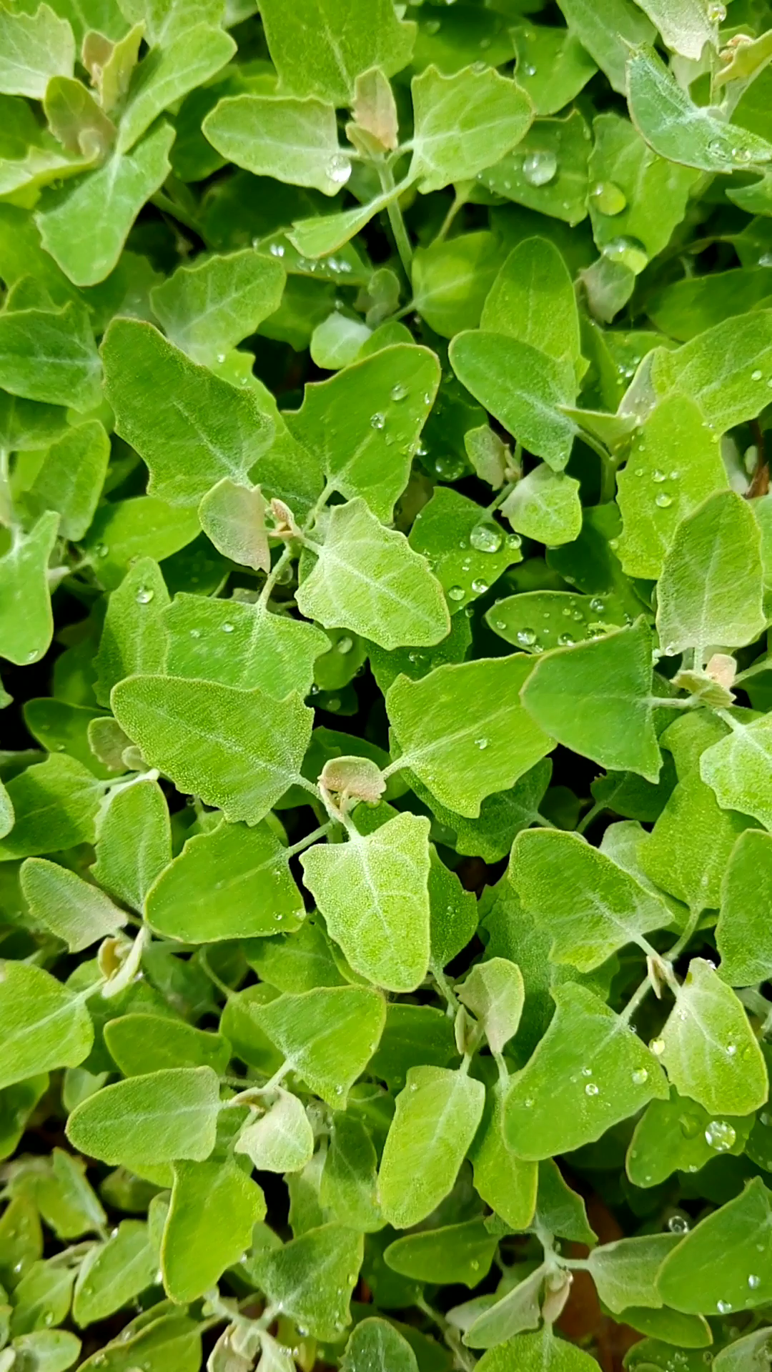 每年最有生机的时段即将到来#植物##夏天