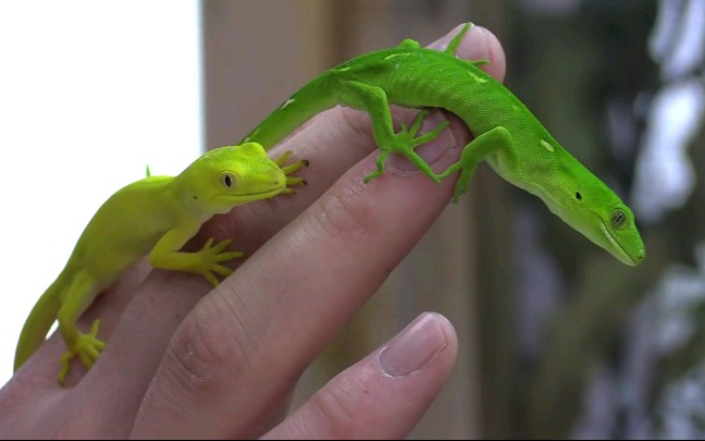 颜色各异的新西兰翡翠守宫