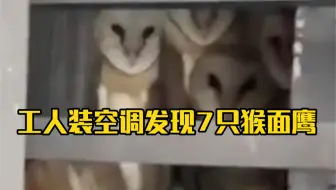 居民被奇异怪叫困扰一年，工人装空调发现7只猴面鹰 。
