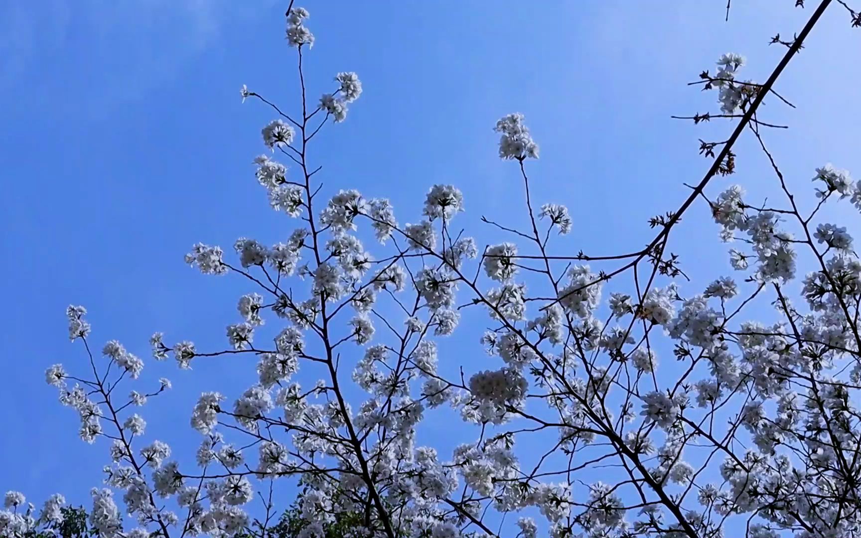 [图]日常｜春天，樱花和你 Spring Day, Cherry Blossoms and You