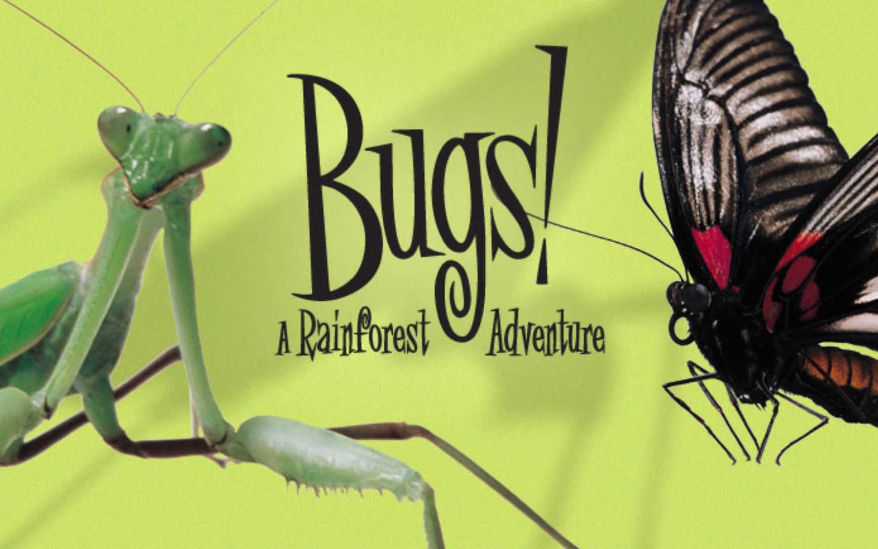 [图][英语中字][IMAX]虫子：热带雨林冒险 Bugs!: A Rainforest Adventure (2003)