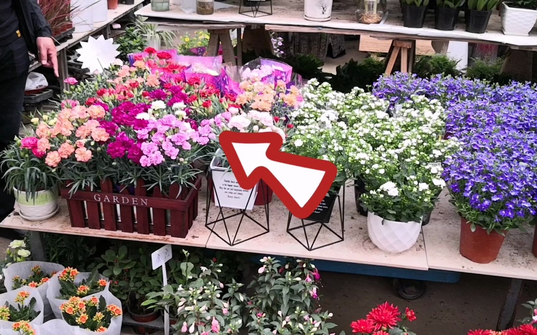 母亲节探访潍坊君泰花卉市场,看看康乃馨价格怎么样,结果很意外