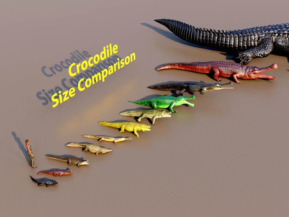 《史前巨鳄》鳄鱼大小排名对比