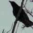 【搬运】神秘古怪的黑乌鸦叫声(2014.05.14)