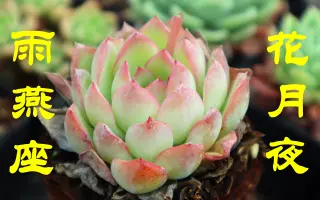 花月夜 搜索结果 哔哩哔哩 Bilibili