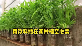 Video herunterladen: 废弃饮料瓶别扔，用来种空心菜，随吃随摘