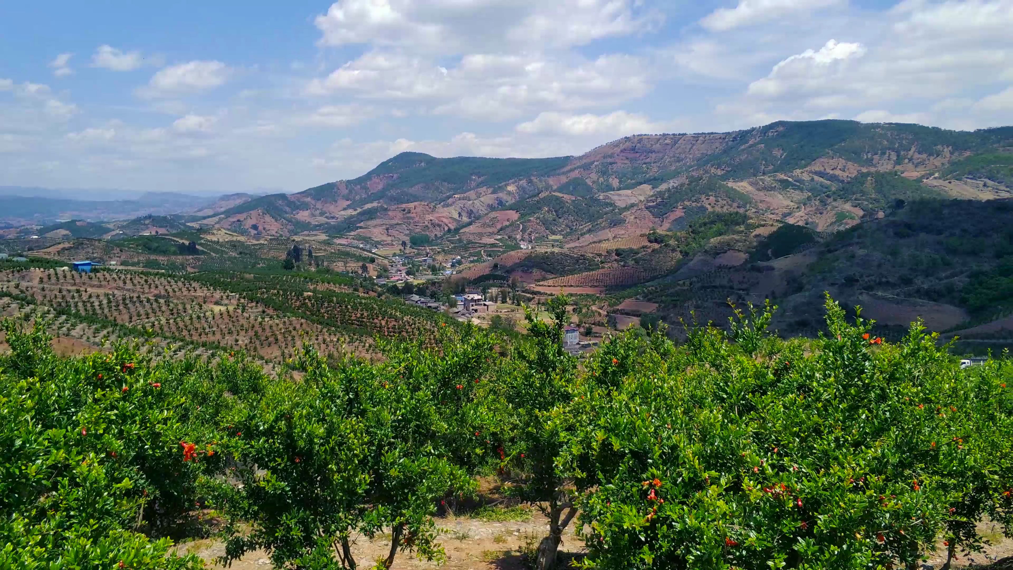 川西南-初夏-(石榴园)