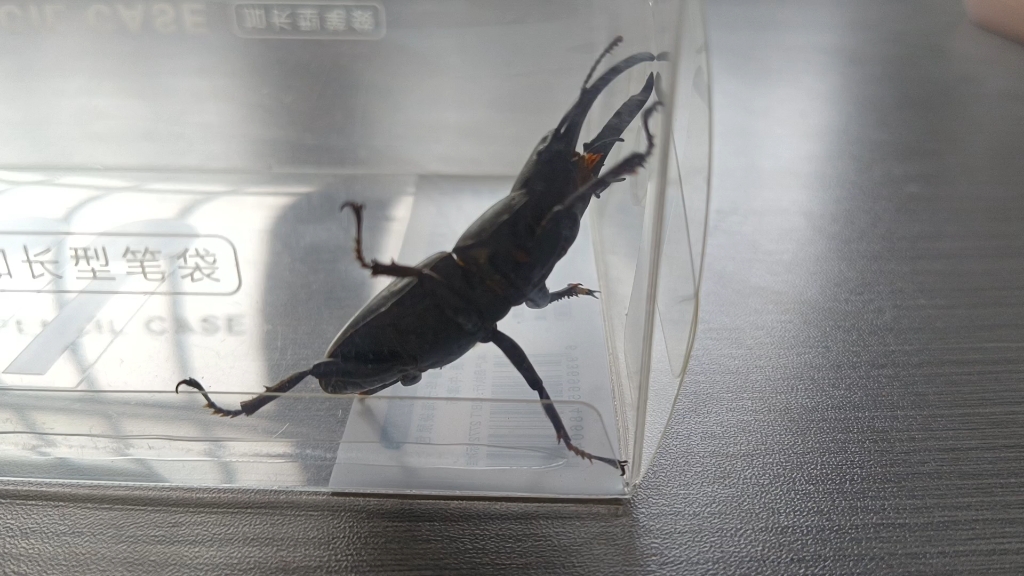 发现了一只锹甲虫