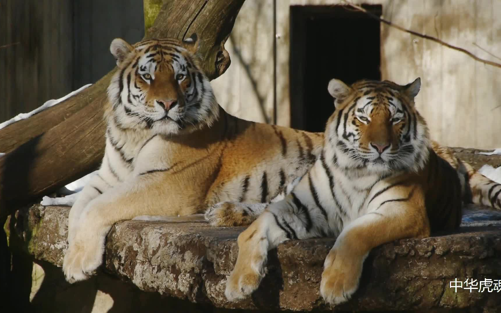 东北虎应该是颜值最高的大猫了吧!