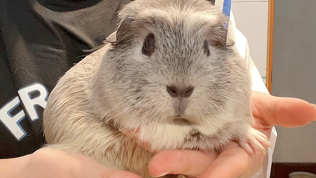 成年的荷兰猪 这么大只