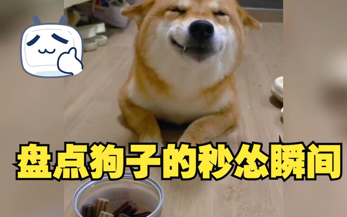 盘点狗子的秒怂瞬间,大型认怂现场