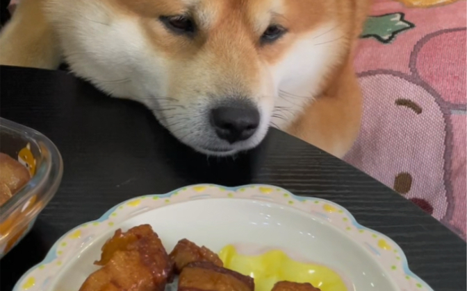 狗狗看着盘子里的红烧肉 馋的望眼欲穿