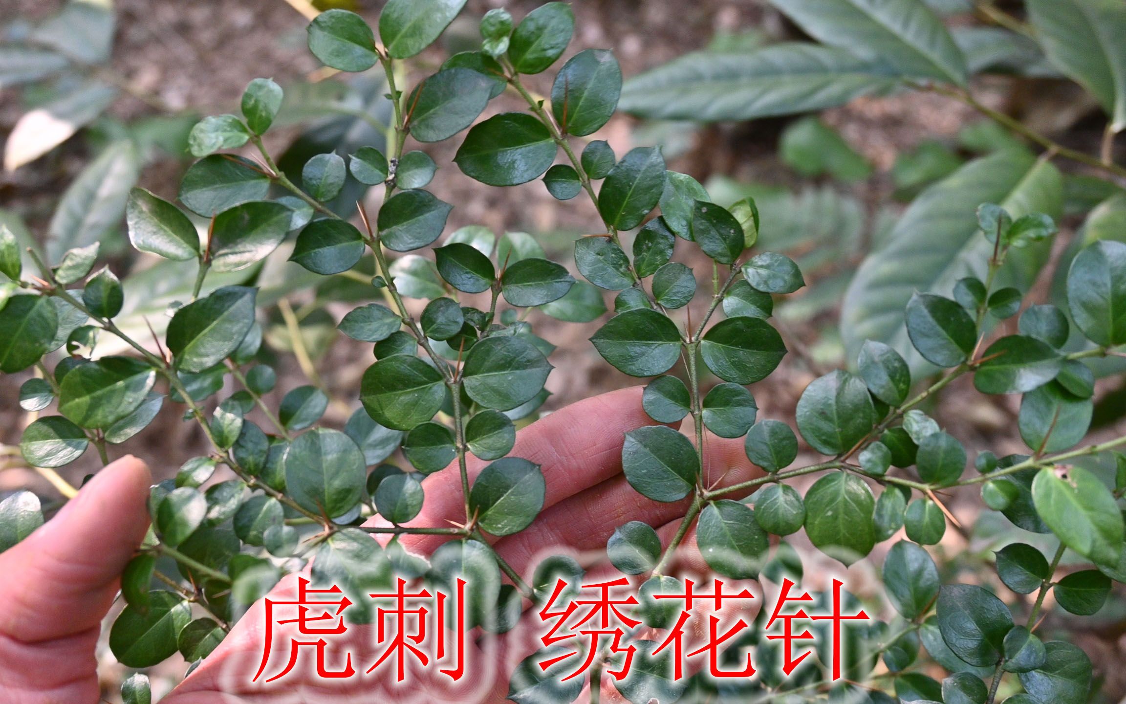 "虎刺"又叫"绣花针",是一种怎样的植物?