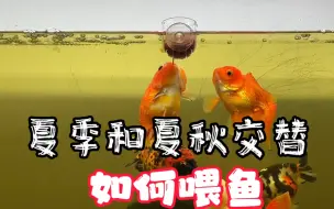 Download Video: 温度和喂鱼的关系，不同温度下如何喂鱼