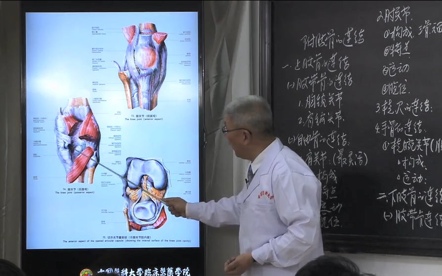 霍琨老师-人体解剖学-系统解剖学全集【59级全集·更新完结】 - 哔哩哔哩