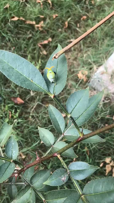 花椒凤蝶(柑橘凤蝶)幼虫