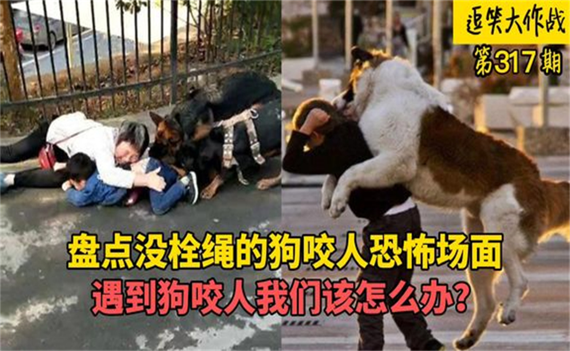 盘点没栓绳的狗咬人恐怖场面,恶犬见人就咬,遇到狗咬人该咋办哔哩哔哩bilibili