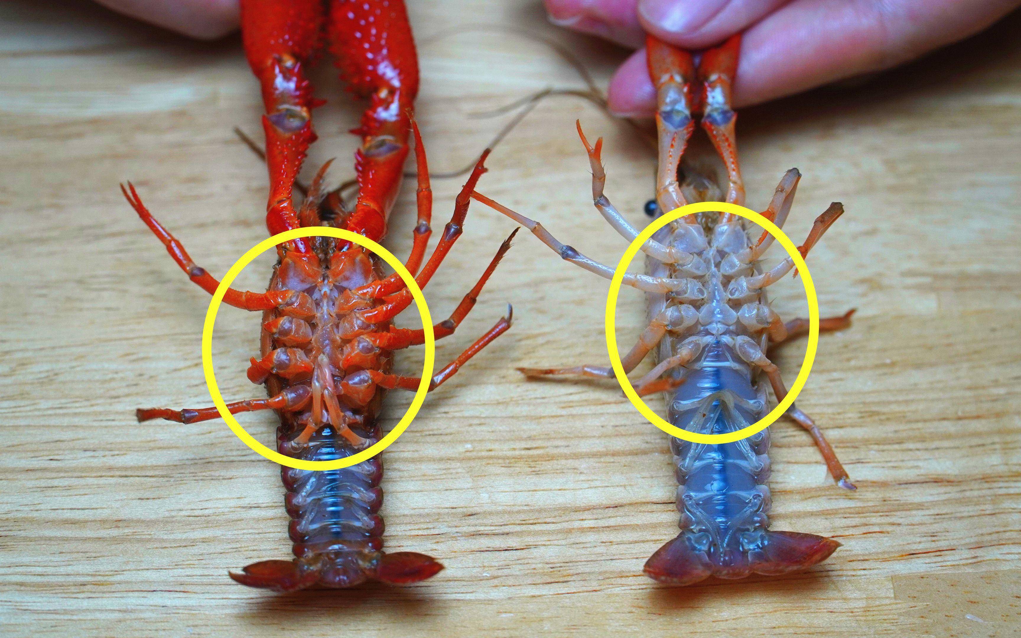 小龙虾公母怎么区分图片