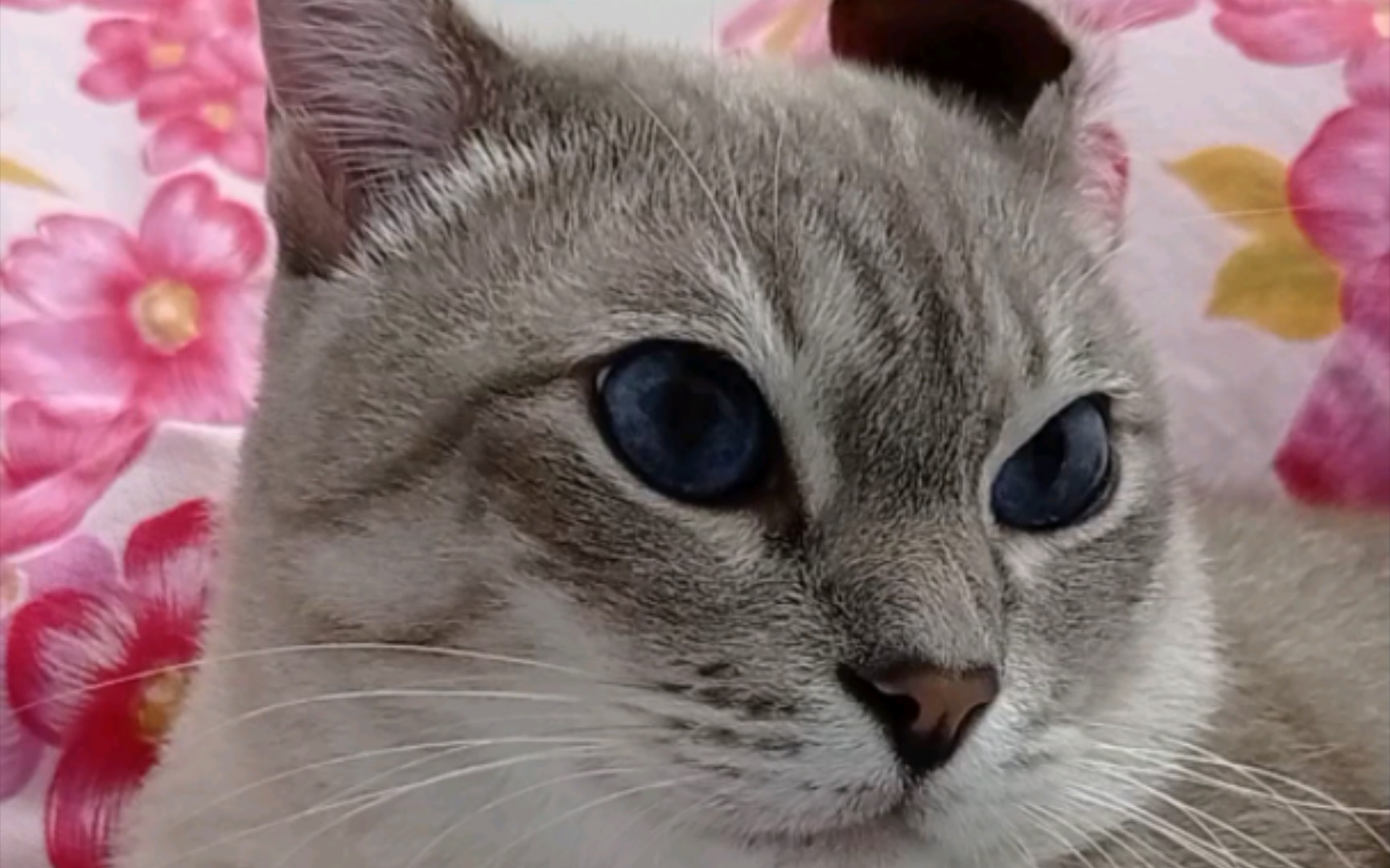 【虎斑暹罗袜子】玩玩小猫的耳朵