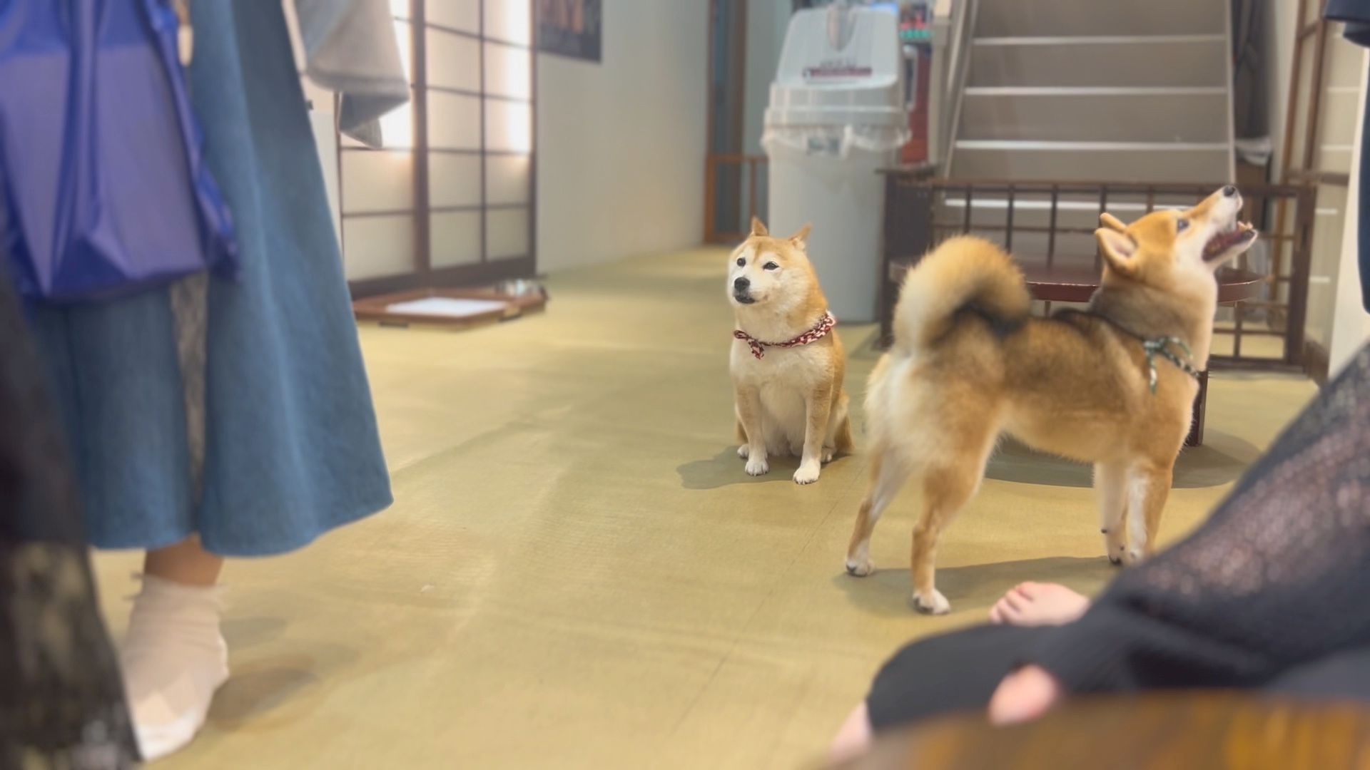 日本葵祭和小豆柴犬