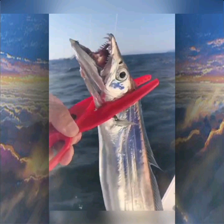 活动  活的银带鱼,真漂亮.