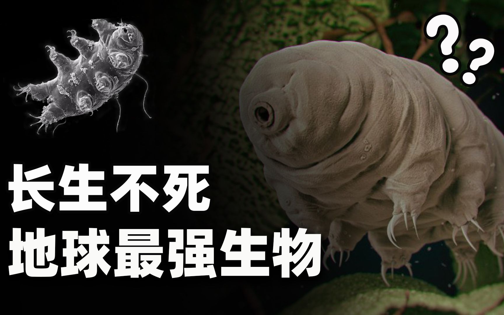 世界上杀不死的生物