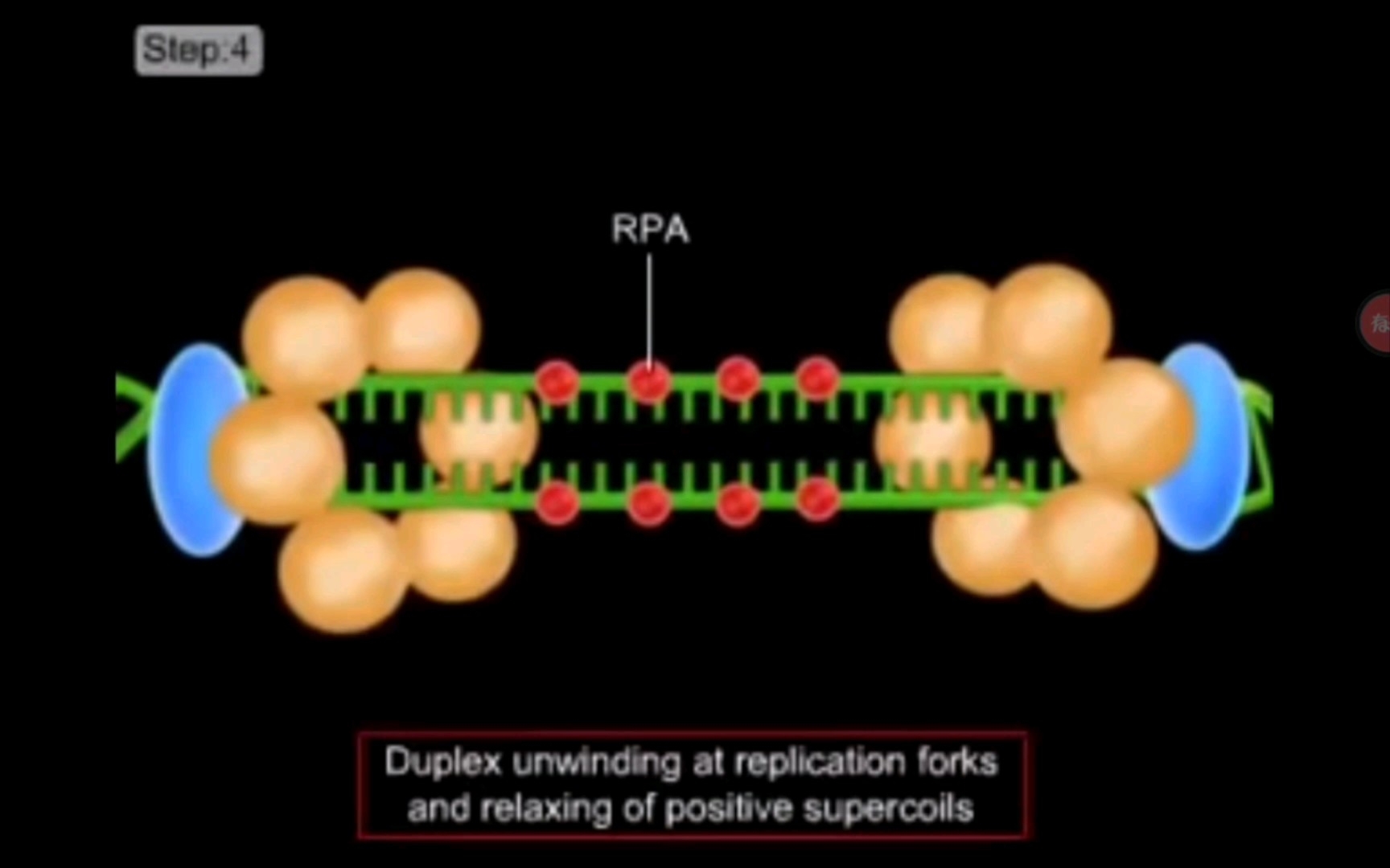 真核生物中的DNA复制|DNA replication in Eukaryotes cell哔哩哔哩bilibili