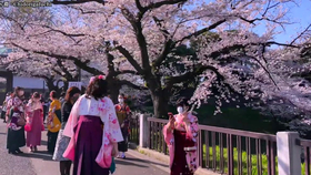 21年日本樱花雨 桜吹雪 一起去赏樱吧 日本的春天 Sakura Rain In Japan Japan In The Spring 哔哩哔哩 つロ干杯 Bilibili