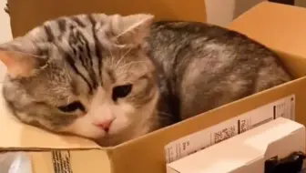 小猫咪能有什么不开心的事情呢