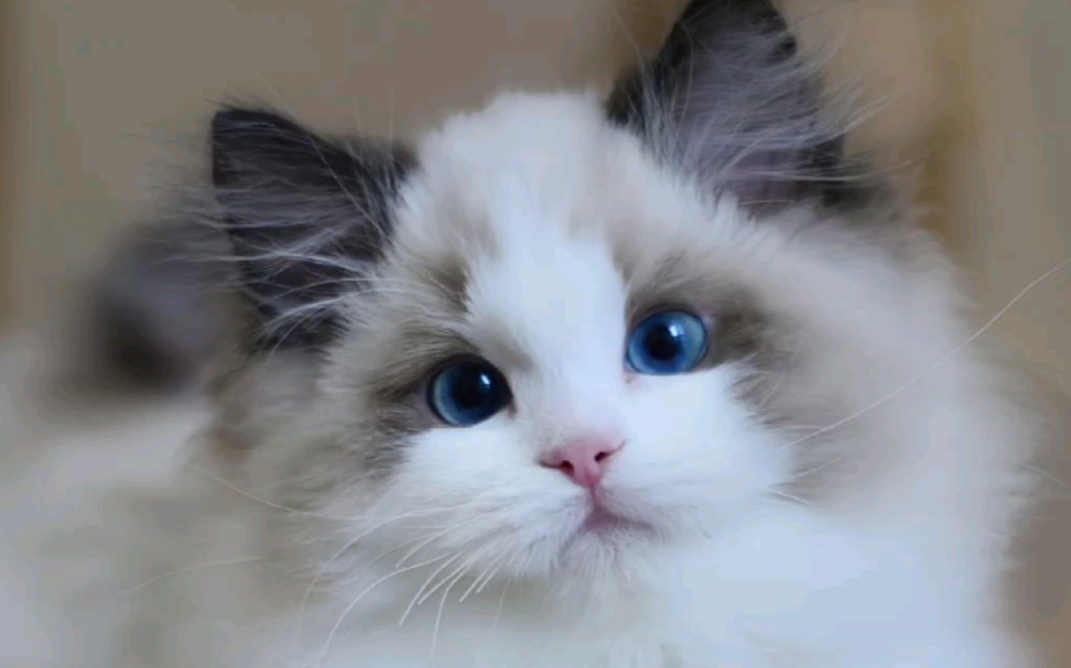 传统系布偶猫找家长