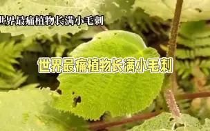 Video herunterladen: 金皮树：让你痛到怀疑人生的存在！