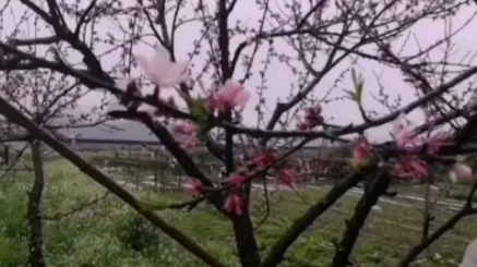 [图]【江南村落美景】烟雨春桃