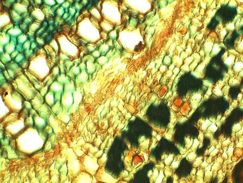 【生物显微录像】榕树三年根质横切