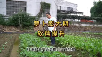 Download Video: 萝卜膨大期管理，提高软糯口感的方法