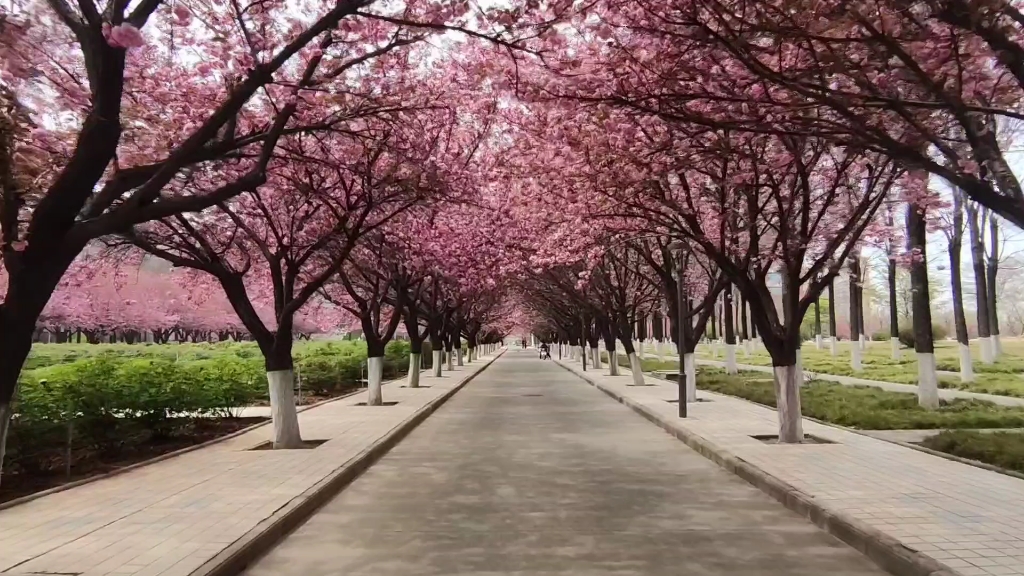 穿越西农樱花路