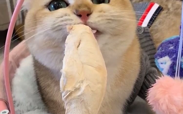 无肉不欢的干饭猫