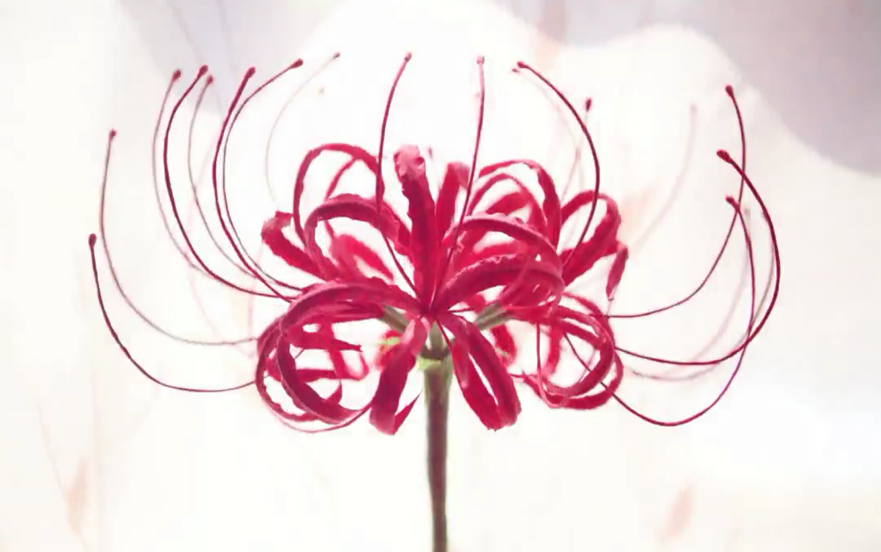 【粘土】捏个彼岸花