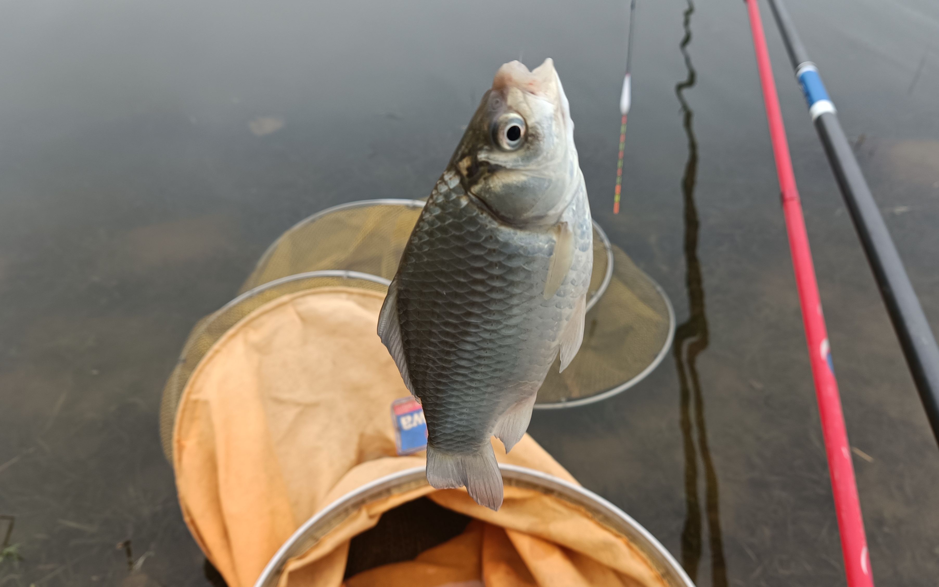 春江水暖鱼先知,春钓跟着水温走,是选清水,还是选浑水?