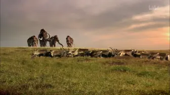 Descargar video: 【纪录片】猛犸象：冰河世纪的巨兽-Mammoths - Giants of the Ice Age