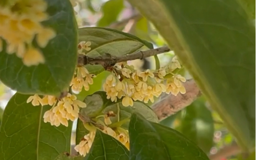 [图]百年桂花树盛开，花香馥郁，熏人欲醉