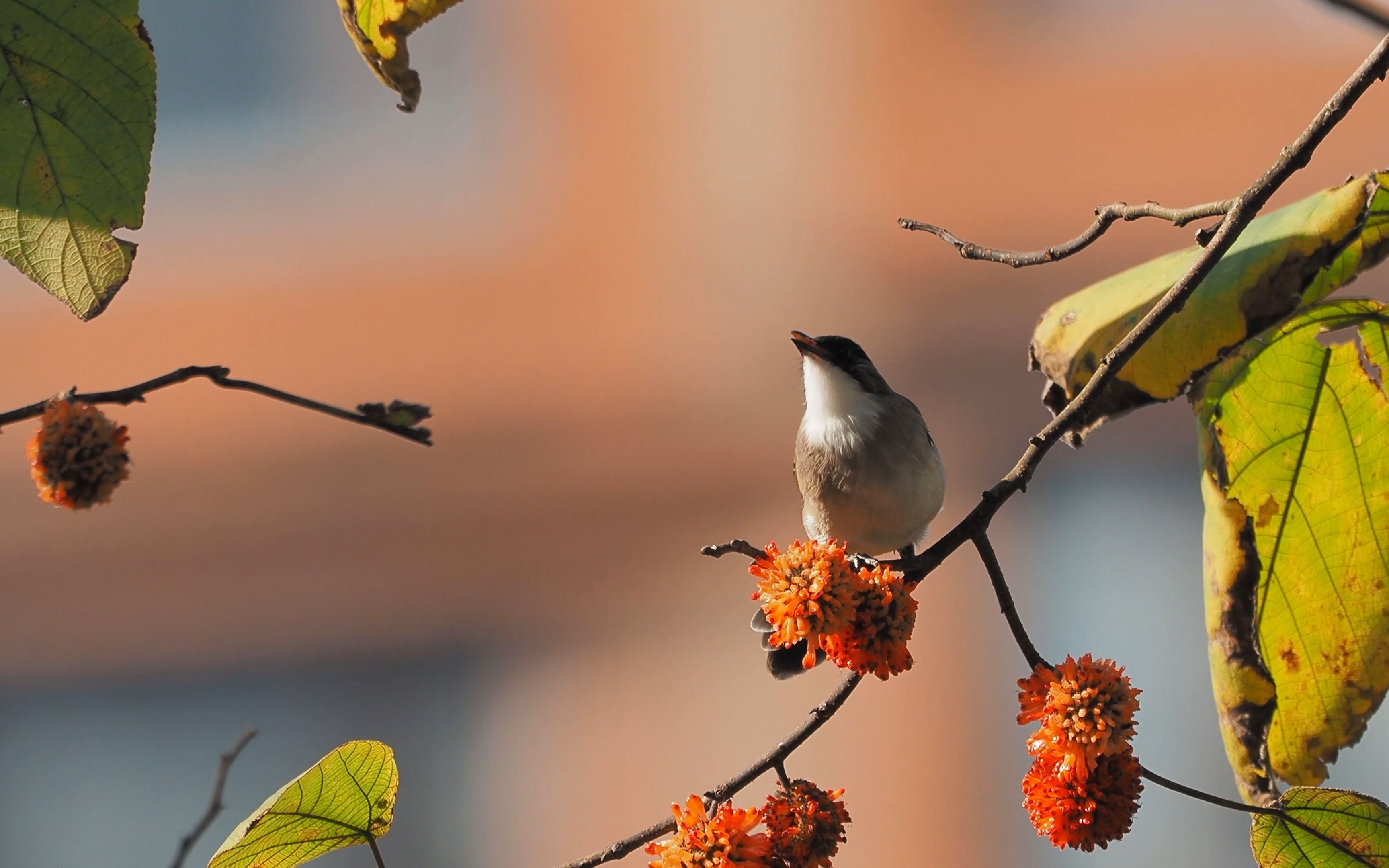 【黄臀鹎】 - 奇奇怪怪的干饭方式,构皮树