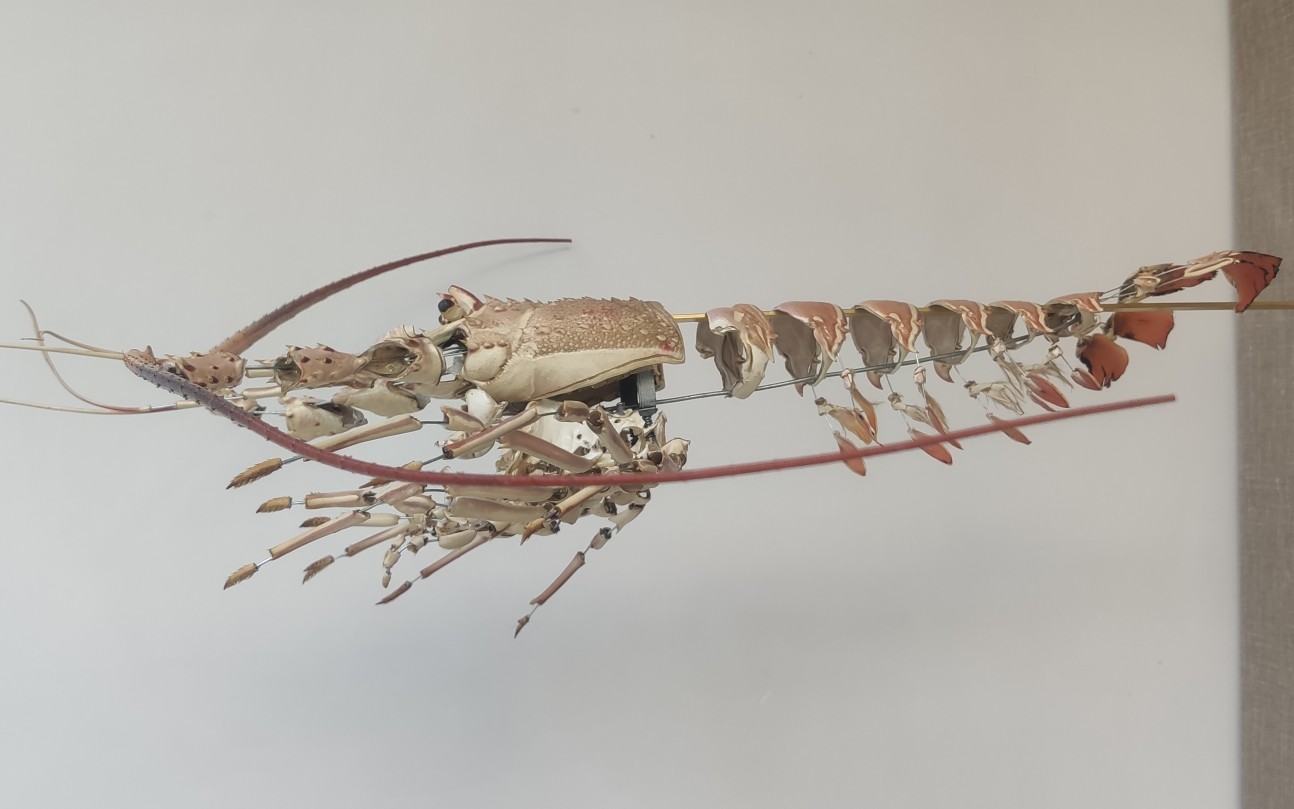 下期预告～博切恩龙虾标本