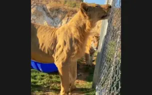 Скачать видео: 谁才是猫科老大 一目了然