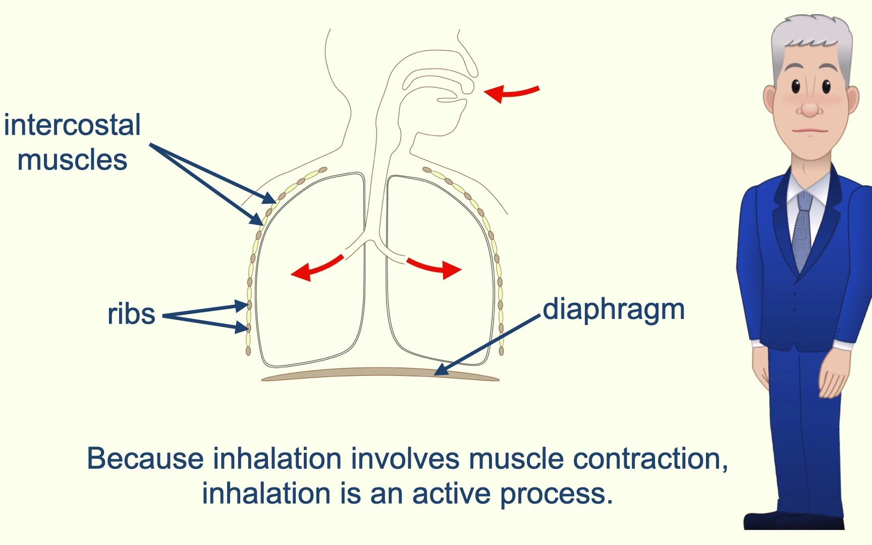 [图]A Level Biology Breathing in Humans.mp4