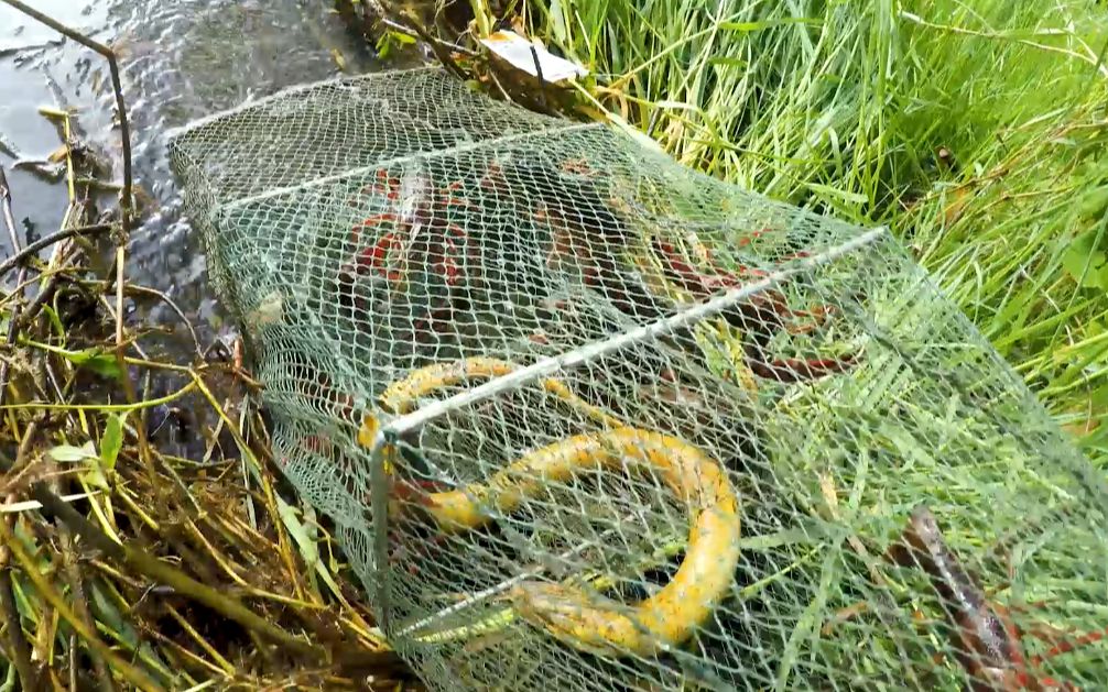 小金哥放地笼抓虾,抓到了大黄鳝,最后收货满满做龙虾大餐上集