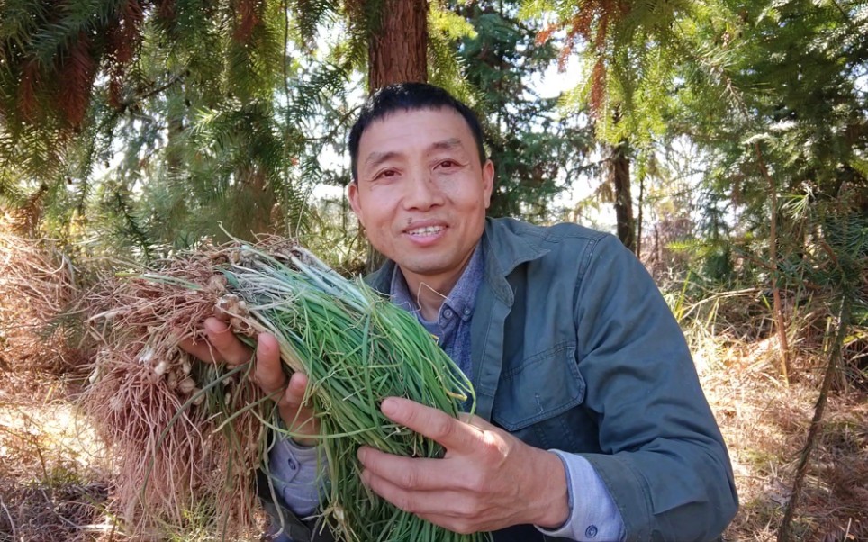 农村最常见的几种野菜,农村人当草,城里人当宝,来看看你吃过没哔哩哔哩bilibili