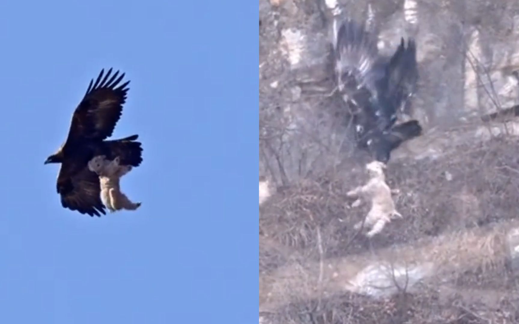 金雕空中捕杀散养山羊!男子记录下捕食全过程,狠劲十足场面震撼